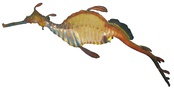 Phyllopteryx taeniolatus