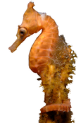 Hippocampus whitei