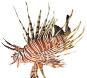 Pterois volitans