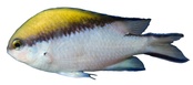 Chromis nitida