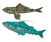 Aulopus purpurissatus