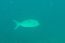 Green jobfish