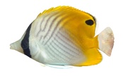 Chaetodon auriga