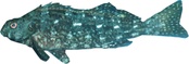 Aplodactylus lophodon