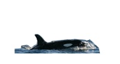 Orcinus orca