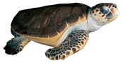 Caretta caretta