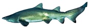 Carcharias taurus