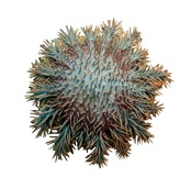 Acanthaster planci