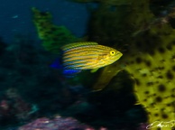 Photo of sighting