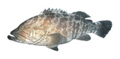 Epinephelus coioides