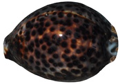 Cypraea tigris