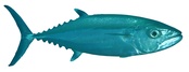 Gymnosarda unicolor