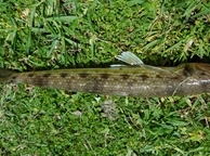Photo of sighting