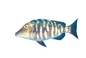 Lethrinus miniatus