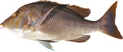 Lethrinus nebulosus