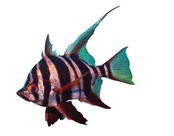 Enoplosus armatus