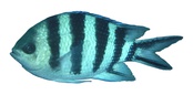 Abudefduf sexfasciatus