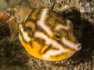 Whitebarred boxfish