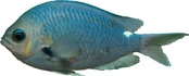 Chromis hypsilepis