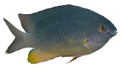 Stegastes gascoynei