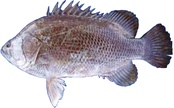 Lobotes surinamensis