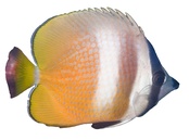 Chaetodon kleinii