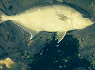 Photo of sighting