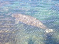 Photo of sighting