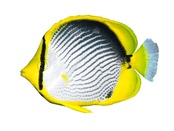 Chaetodon melannotus