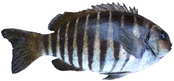 Girella zebra