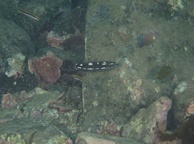 Photo of sighting