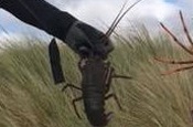 Picture of sighting