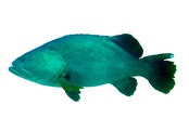 Epinephelus lanceolatus