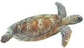 Chelonia mydas